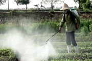 Dư lượng thuốc trừ sâu ảnh hưởng gì đến sức khỏe?